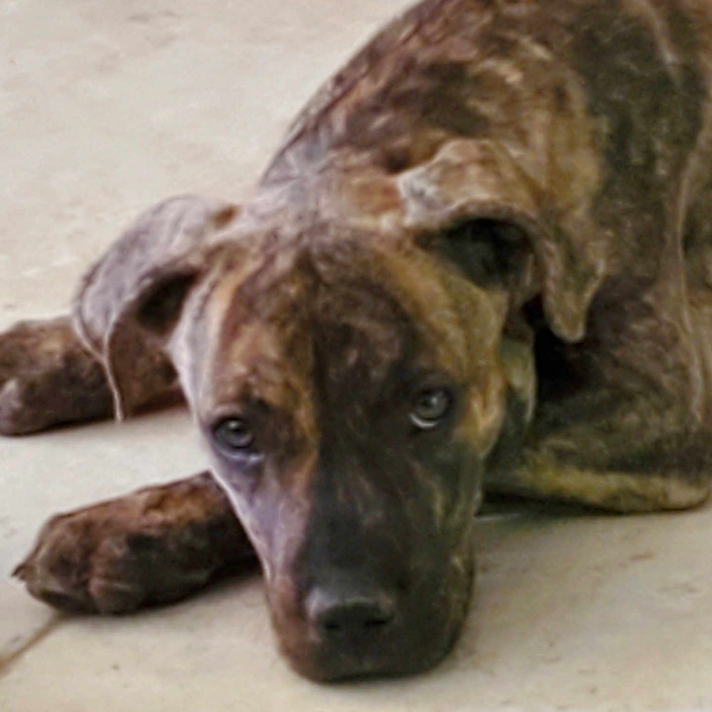 Milo participe au concours pour gagner de l'argent avec cette photo : dog, brindle, lying_down, floor, tile, pet, canine, animal, ears, paw, closeup, resting, indoors, cute, looking_up, fur, muzzle, expression, relaxed, companion