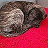 puppy, dog, sleeping, curled_up, brindle, red_blanket, cozy, resting, indoor, couch, pet, fur, animal, cute, peaceful, relaxation, snuggle, young_dog, domestic_animal, companion