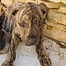 puppy, dog, brindle, close_up, young_dog, outdoor, stone_wall, concrete, pet, animal, fur_pattern, cute, lying_down, resting, brown, black, ears, face, paw, young