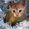 cat, kitten, orange_tabby, pet, animal, feline, cute, wide_eyed, portrait, close_up, whiskers, ears, nose, fur, fluffy, sitting, indoors, decorations, soft_focus, holiday