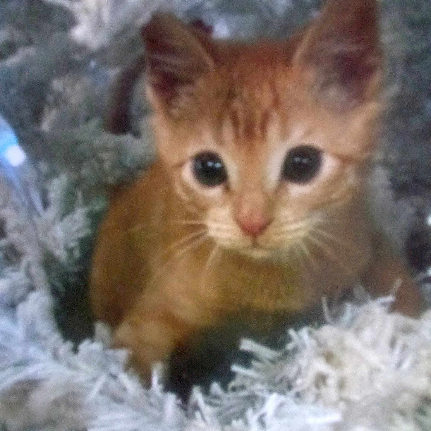 Simba is registered to the contest to win money with this photo: cat, kitten, orange_tabby, pet, animal, feline, cute, wide_eyed, portrait, close_up, whiskers, ears, nose, fur, fluffy, sitting, indoors, decorations, soft_focus, holiday
