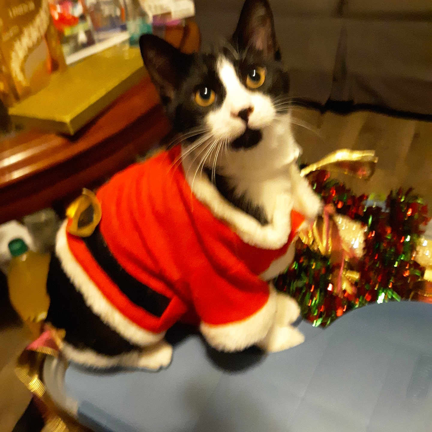 Butters joined the competition — help win amazing prizes! abyssinian, accessories, animal, architecture, building, cat, chair, couch, furniture, indoors, kitten, livingroom, manx, person, pet, plant, pottedplant, room, table, wood