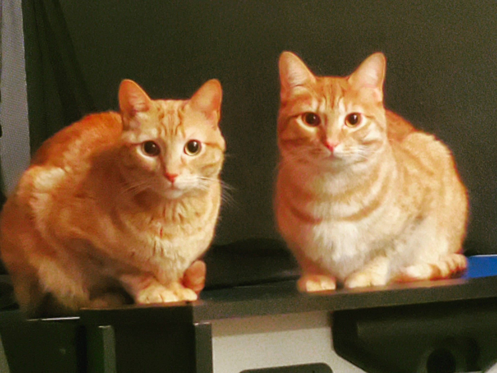 Milo is registered to the contest to win money with this photo: art, carnivore, cat, cat_furniture, claw, curtain, display_device, domestic_short_haired_cat, fawn, felidae, fur, paw, sitting, small_to_medium_sized_cats, snout, tail, whiskers, wood