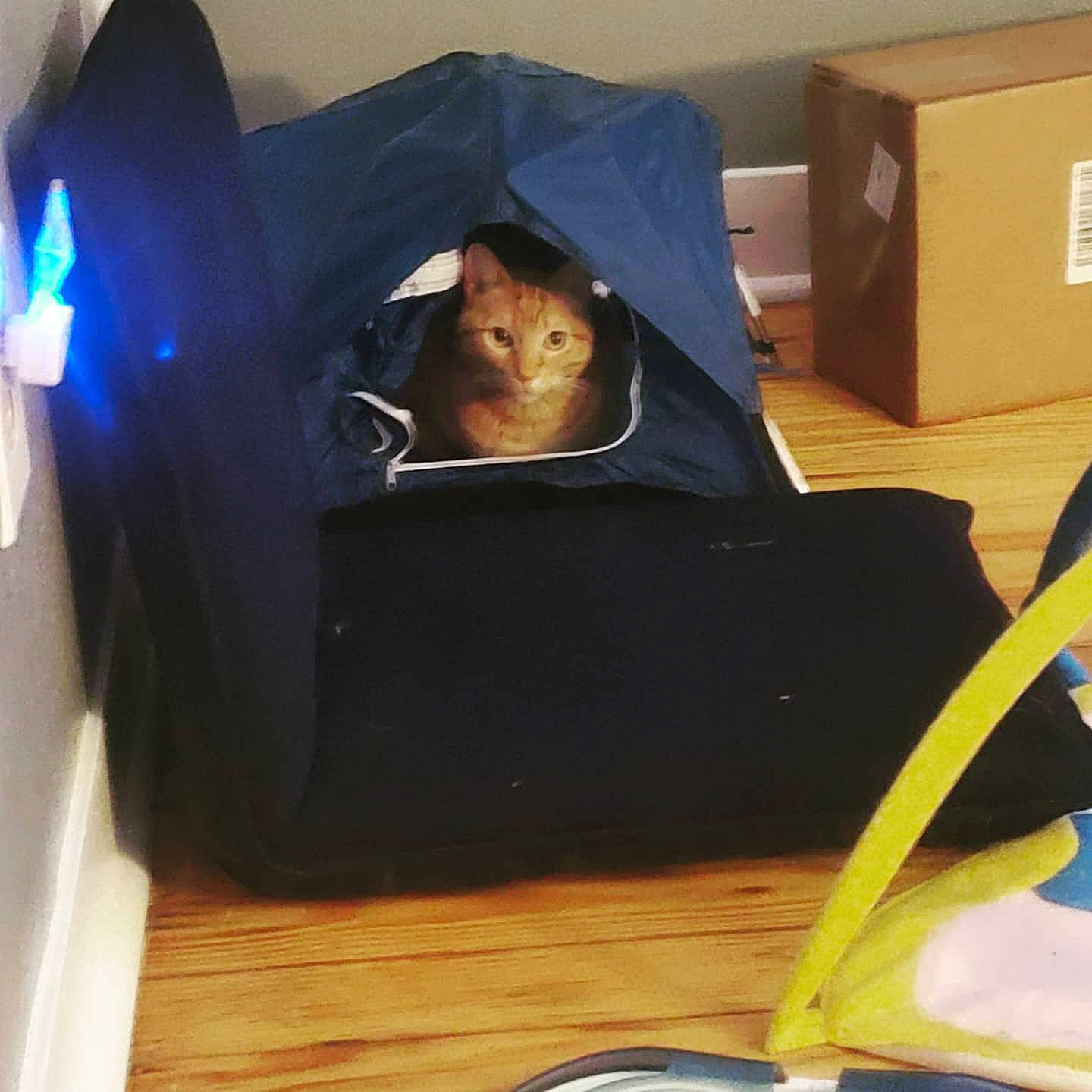 Milo is registered to the contest to win money with this photo: auto_part, bag, carnivore, carton, chair, comfort, electric_blue, eyewear, fashion_accessory, felidae, flooring, gadget, hardwood, luggage_and_bags, packaging_and_labeling, personal_protective_equipment, plastic, shipping_box, sitting, wood