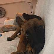 Zac participe au concours pour gagner de l'argent avec cette photo : dog, puppy, resting, blanket, indoor, cozy, soft, brown, black, ears, paw, couch, relaxed, sleepy, pet, animal, house, comfort, furniture, closeup