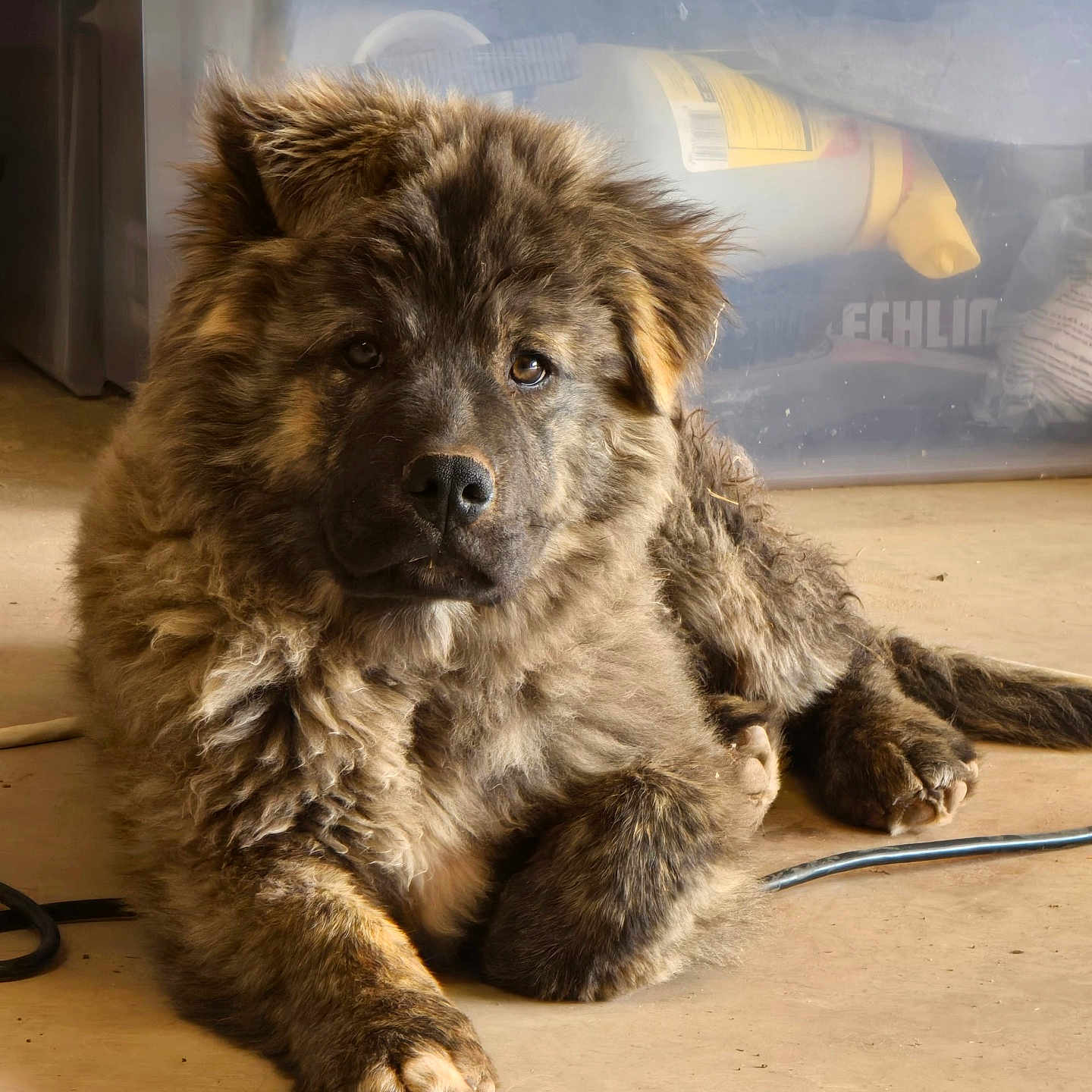 Oakley joined the competition — help win amazing prizes! animal, brown_fur, cable, canine, curious, dog, ears, floor, fluffy, fur, indoor, looking, lying_down, paw, pet, plastic_container, puppy, relaxed, storage_box, young_dog