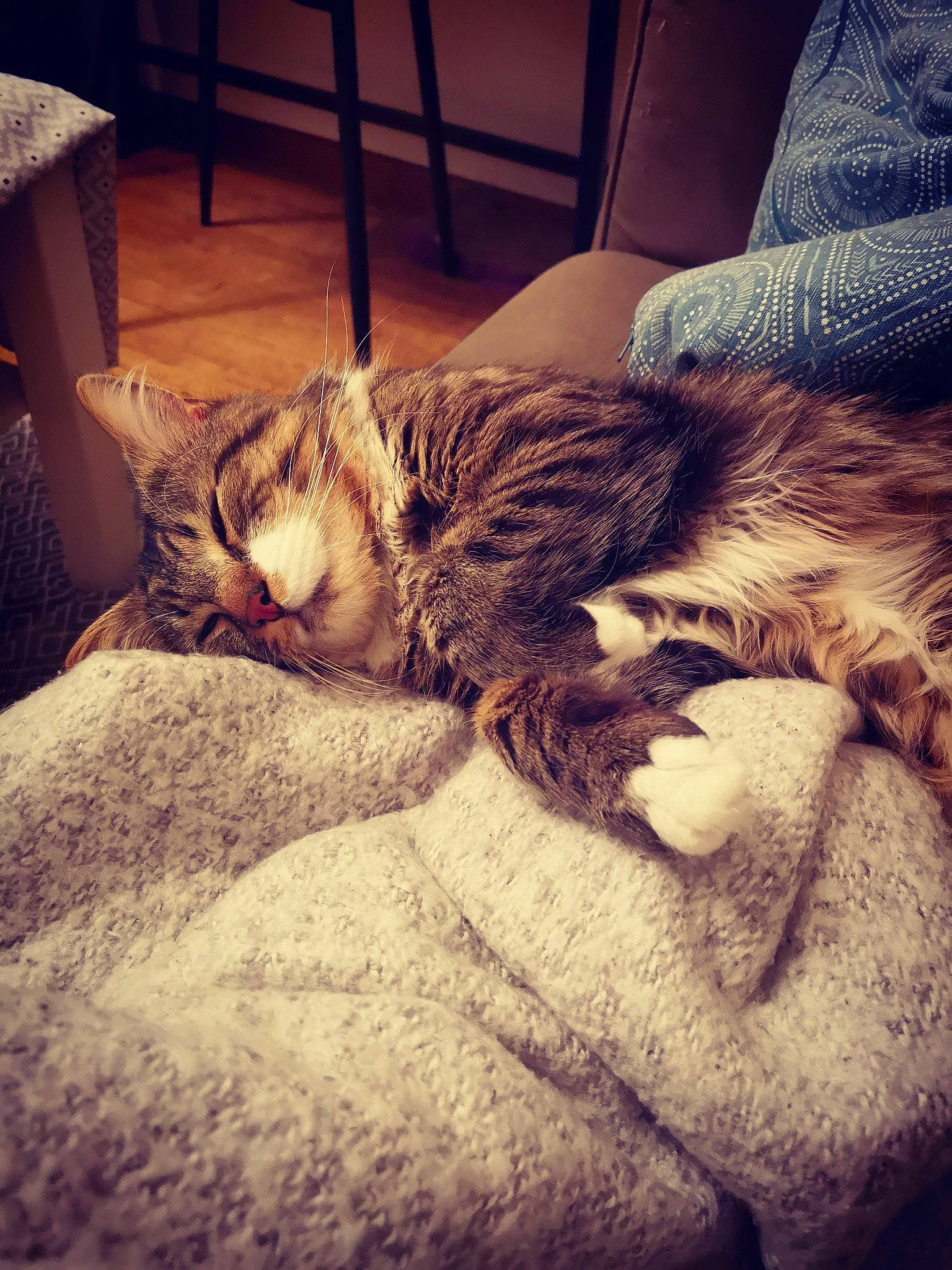 Kant a rejoint le concours — aidez-le/la à gagner de superbes lots ! bed, carnivore, cat, couch, dragon_li, ear, european_shorthair, eye, felidae, fur, kitten, leg, nap, nose, pixie_bob, sky, sleep, small_to_medium_sized_cats, tabby_cat, whiskers