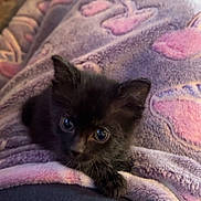 Tyrone joined the competition — help win amazing prizes! kitten, black_cat, blanket, purple, pink, flamingo_pattern, cozy, cute, pet, animal, small, fur, indoor, resting, lap, soft, young, eyes, adorable, snuggle