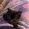 kitten, black_cat, blanket, purple, pink, flamingo_pattern, cozy, cute, pet, animal, small, fur, indoor, resting, lap, soft, young, eyes, adorable, snuggle