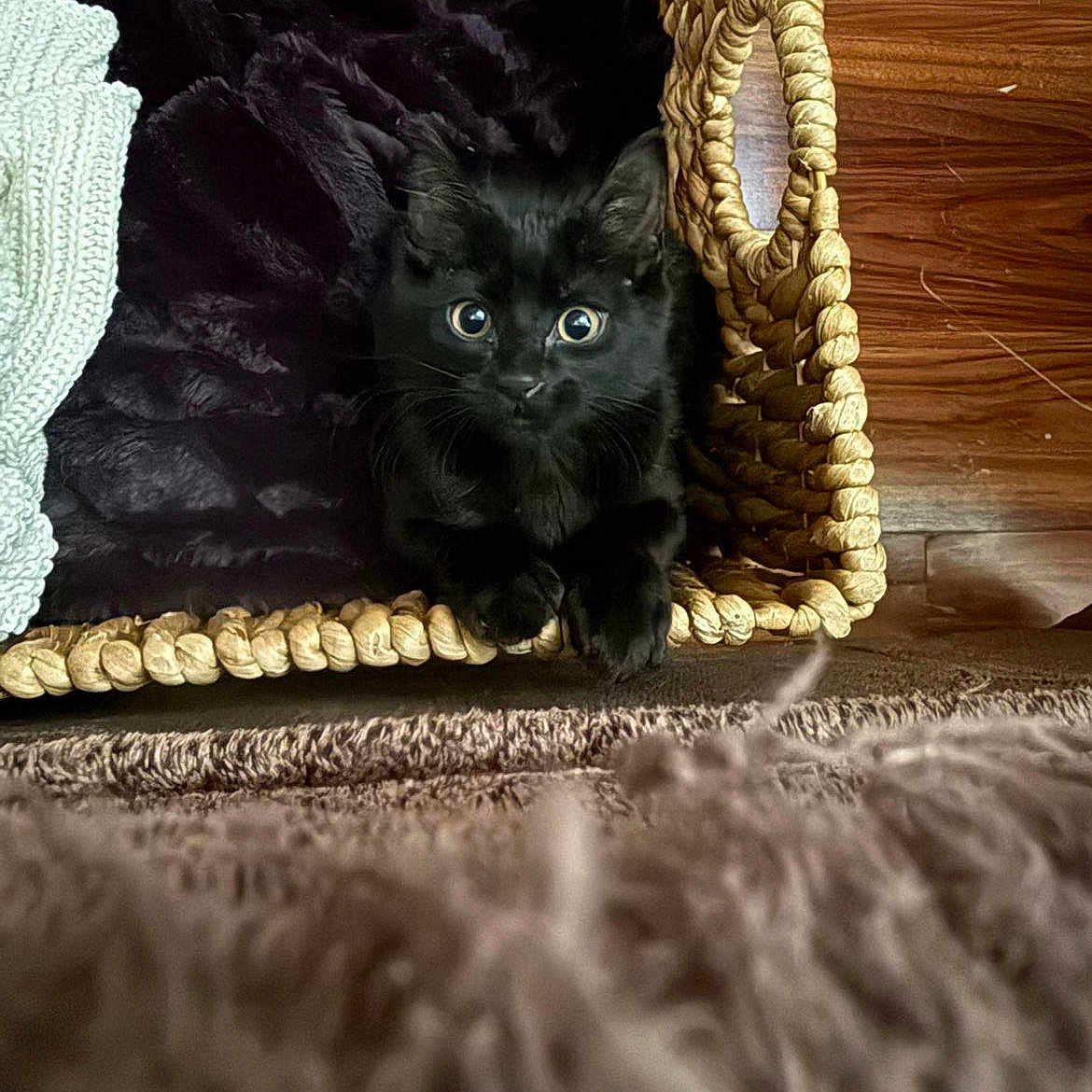 Tyrone is registered to the contest to win money with this photo: black_cat, kitten, basket, blanket, woven_basket, wood_floor, curious, wide_eyes, cozy, indoor, pet, animal, feline, soft_texture, fur, closeup, home, cute, resting, looking_up