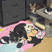 Daisy joined the competition — help win amazing prizes! cat, kitten, blanket, indoor, furniture, cat_tree, floor, plastic_drawer, tabby_cat, black_and_white_cat, resting, sleeping, fur, cute, pets, animal, cozy, home, relaxing, snuggling