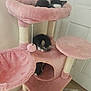 Daisy joined the competition — help win amazing prizes! cat, kitten, cat_tree, pink, pet, indoor, sleeping, resting, toy, furniture, cute, animal, fluffy, playful, domestic, cozy, paw, fur, curious, relaxing