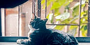 Daisy joined the competition — help win amazing prizes! cat, tabby, windowsill, indoor, pet, animal, feline, relaxed, curious, fur, whiskers, window, bars, greenery, nature, resting, domestic, cute, side_view, daylight