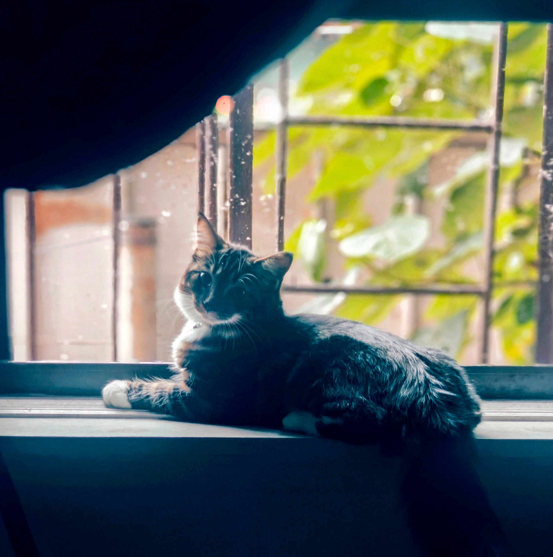 Daisy joined the competition — help win amazing prizes! cat, tabby, windowsill, indoor, pet, animal, feline, relaxed, curious, fur, whiskers, window, bars, greenery, nature, resting, domestic, cute, side_view, daylight