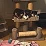 Jack And Jill joined the competition — help win amazing prizes! animal, black_and_white, blanket, cat, cat_tree, cozy, cute, domestic, feline, floor, fur, indoor, kitten, pet, resting, sleep, sleeping, tabby, three, toy_mouse