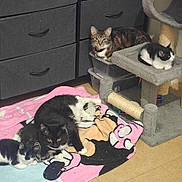 Jack And Jill joined the competition — help win amazing prizes! cat, kitten, feline, pet, indoor, blanket, furniture, drawer, floor, toy, cat_tree, black_and_white_cat, tabby_cat, resting, multiple_cats, cozy, domestic, cute, animal, relaxing