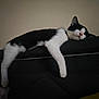 Jack And Jill joined the competition — help win amazing prizes! cat, black_and_white, sleeping, relaxed, feline, indoor, couch, furniture, pet, animal, whiskers, paw, resting, cozy, domestic, mammal, cute, lazy, soft, companion