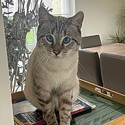 Bronnie participe au concours pour gagner de l'argent avec cette photo : cat, blue_eyes, feline, tray, indoor, table, chair, plant, window, decor, wooden, curious, sitting, striped, pet, domestic, furniture, natural_light, close_up, calm