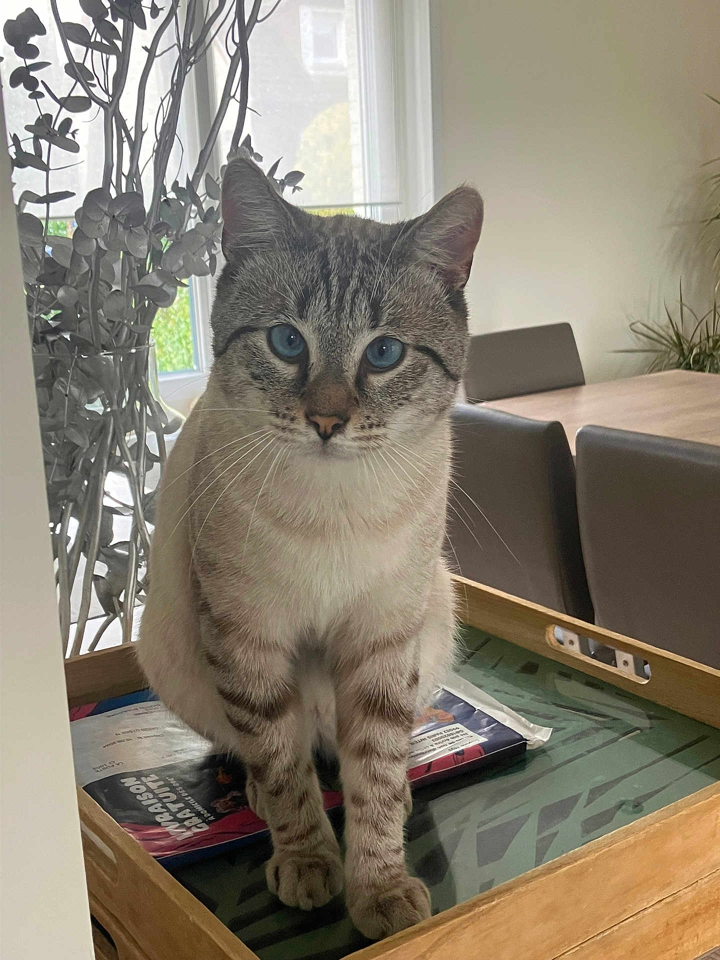 Bronnie participe au concours pour gagner de l'argent avec cette photo : cat, blue_eyes, feline, tray, indoor, table, chair, plant, window, decor, wooden, curious, sitting, striped, pet, domestic, furniture, natural_light, close_up, calm