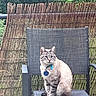 Bronnie a rejoint le concours — aidez-le/la à gagner de superbes lots ! alert, animal, cat, chair, collar, domestic_cat, ears, fence, fur, garden, gray_chair, greenery, nature, outdoor, pet, sitting, sunlight, tail, whiskers, wooden_fence