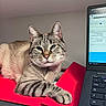 Bronnie a rejoint le concours — aidez-le/la à gagner de superbes lots ! blue_eyes, calm, cat, computer, curious, desk, domestic_cat, feline, folder, home_office, indoor, laptop, paw, pet, relaxed, striped, tabby, technology, whiskers, workspace