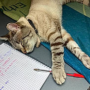 Bronnie a rejoint le concours — aidez-le/la à gagner de superbes lots ! cat, closeup, collar, desk, feline, handwritten, indoor, notebook, paper, paw, pen, pillow, relaxation, resting, sleeping, stationery, striped, study, tabby, writing