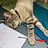 cat, closeup, collar, desk, feline, handwritten, indoor, notebook, paper, paw, pen, pillow, relaxation, resting, sleeping, stationery, striped, study, tabby, writing
