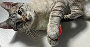 Bronnie participe au concours pour gagner de l'argent avec cette photo :