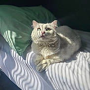 Bunny joined the competition — help win amazing prizes! cat, white_cat, bed, pillow, sunlight, shadow, striped_shadow, feline, pet, indoor, relaxed, fur, whiskers, animal, sleepy, cozy, soft, cute, domestic_cat, laying