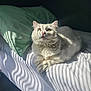 cat, white_cat, bed, pillow, sunlight, shadow, striped_shadow, feline, pet, indoor, relaxed, fur, whiskers, animal, sleepy, cozy, soft, cute, domestic_cat, laying
