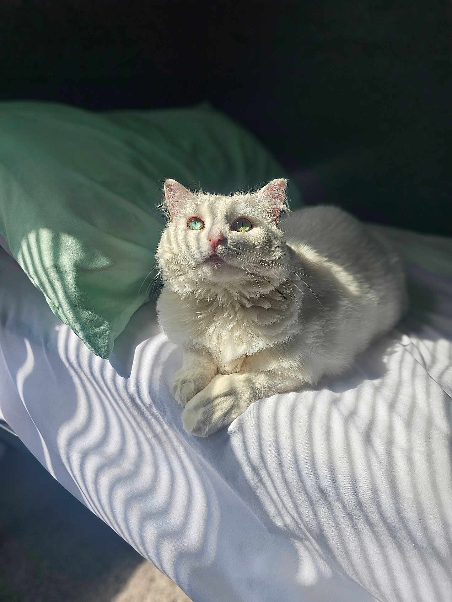 Bunny joined the competition — help win amazing prizes! cat, white_cat, bed, pillow, sunlight, shadow, striped_shadow, feline, pet, indoor, relaxed, fur, whiskers, animal, sleepy, cozy, soft, cute, domestic_cat, laying