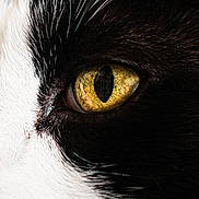 Jupiter a rejoint le concours — aidez-le/la à gagner de superbes lots ! cat, close_up, eye, whiskers, black_and_white, fur, animal, pet, portrait, macro, intense, texture, detail, nature, mammal, feline, face, animal_eye, whisker, vibrant