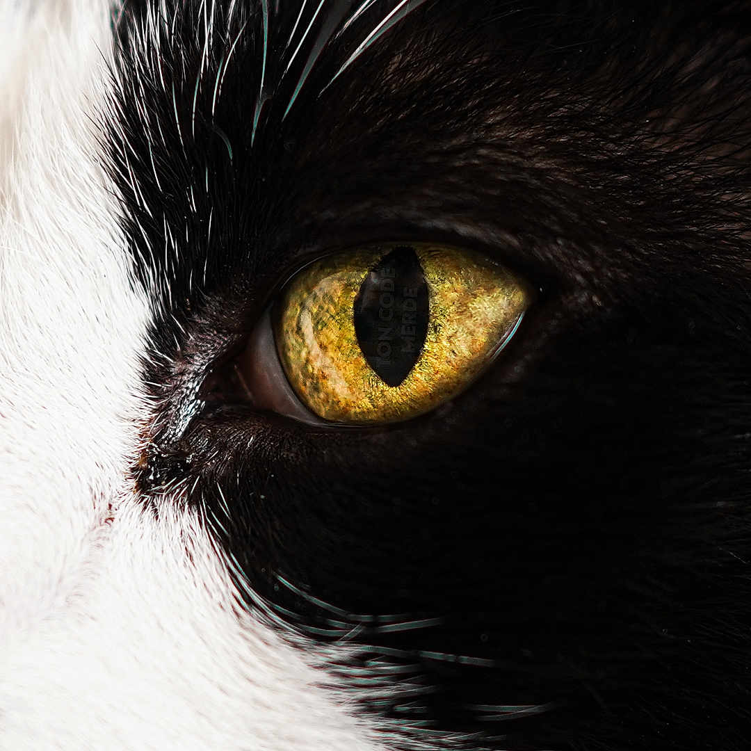 Jupiter a rejoint le concours — aidez-le/la à gagner de superbes lots ! animal, animal_eye, black_and_white, cat, close_up, detail, eye, face, feline, fur, intense, macro, mammal, nature, pet, portrait, texture, vibrant, whisker, whiskers