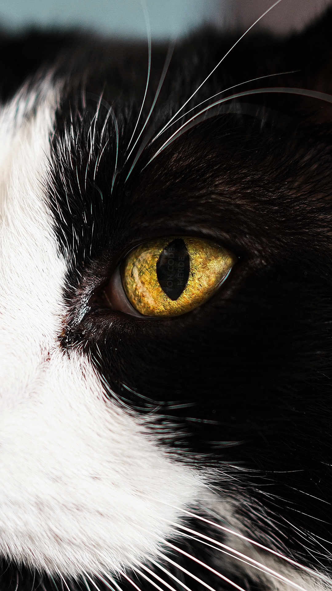 Jupiter a rejoint le concours — aidez-le/la à gagner de superbes lots ! cat, close_up, eye, whiskers, black_and_white, fur, animal, pet, portrait, macro, intense, texture, detail, nature, mammal, feline, face, animal_eye, whisker, vibrant