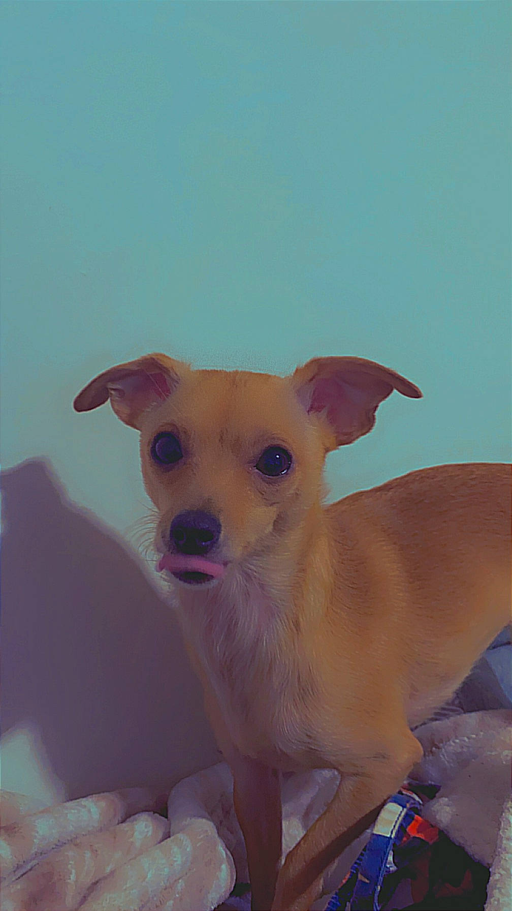 Nala is registered to the contest to win money with this photo: canidae, carnivore, chihuahua, collar, companion_dog, dog, dog_breed, dog_supply, fawn, fur, non_sporting_group, paw, pet_supply, snout, sporting_group, tail, terrestrial_animal, toy_dog, whiskers, working_animal