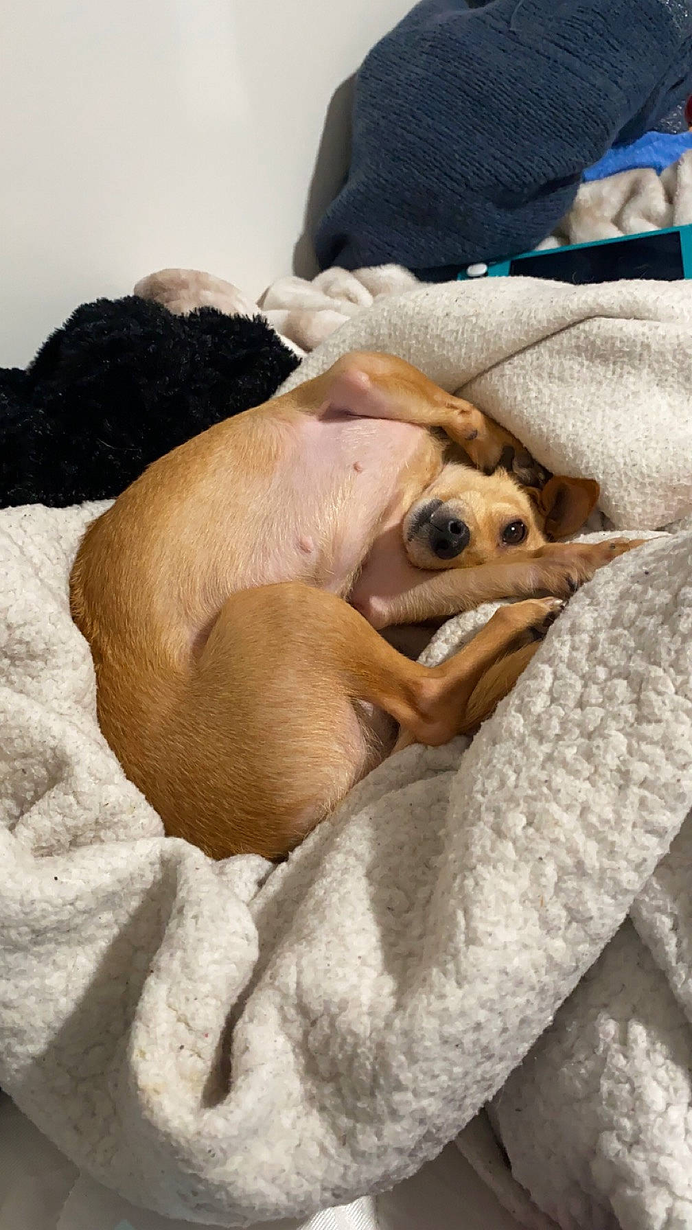 Nala is registered to the contest to win money with this photo: canidae, carnivore, comfort, companion_dog, dog, dog_breed, fawn, felidae, fur, linens, paw, puppy, small_to_medium_sized_cats, snout, soft_drink, sporting_group, terrestrial_animal, whiskers, wood, working_animal