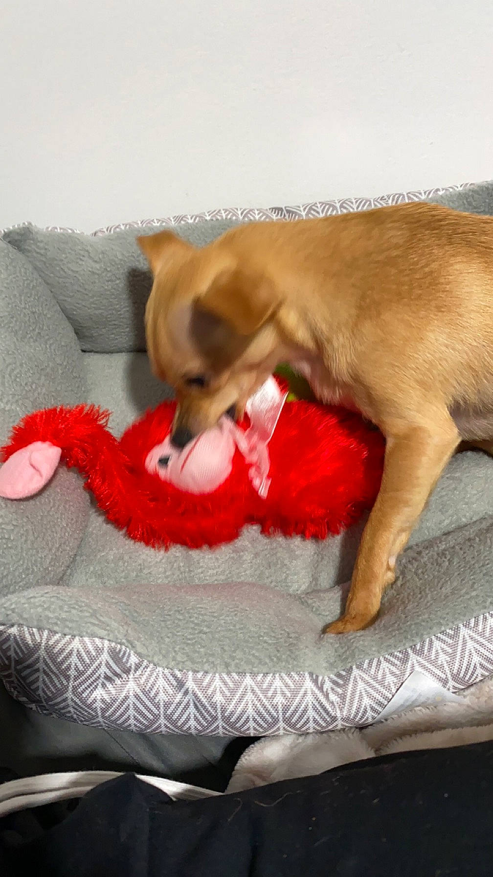 Nala joined the competition — help win amazing prizes! bed, carnivore, chihuahua, comfort, companion_dog, couch, dog, dog_breed, dog_supply, fawn, fur, linens, paw, pet_supply, snout, sporting_group, tail, toy_dog, whiskers, working_animal