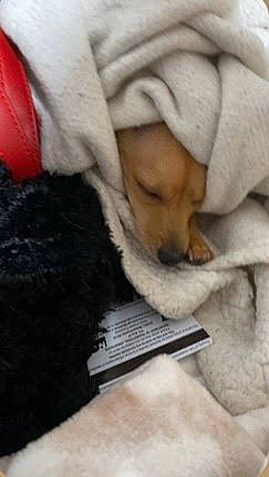 Nala is registered to the contest to win money with this photo: canidae, carmine, carnivore, comfort, companion_dog, dog, dog_breed, fur, linens, nap, office_supplies, paw, sleep, sporting_group, whiskers, wood, writing_implement