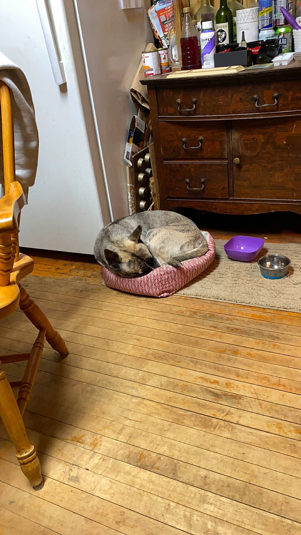 Zeus joined the competition — help win amazing prizes! cabinetry, chest, chest_of_drawers, comfort, cupboard, drawer, dresser, felidae, floor, flooring, furniture, hardwood, interior_design, laminate_flooring, living_room, room, varnish, wood, wood_flooring, wood_stain