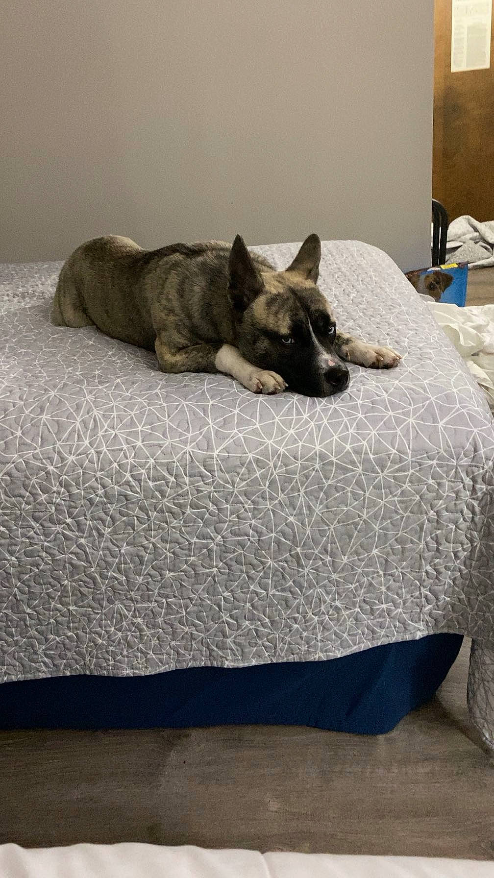 Zeus joined the competition — help win amazing prizes! bed, bedding, carnivore, comfort, companion_dog, dog_breed, domestic_short_haired_cat, fawn, felidae, flooring, fur, grey, hardwood, linens, rectangle, room, small_to_medium_sized_cats, tail, terrestrial_animal, whiskers