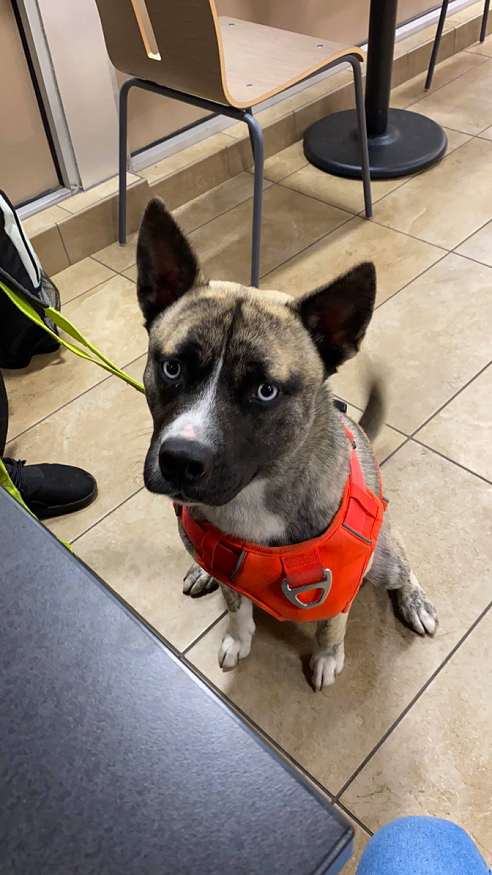 Zeus joined the competition — help win amazing prizes! canidae, carnivore, chair, collar, companion_dog, dog, dog_breed, dog_collar, dog_supply, fawn, floor, flooring, flowerpot, fur, leash, pet_supply, snout, sporting_group, whiskers, working_animal