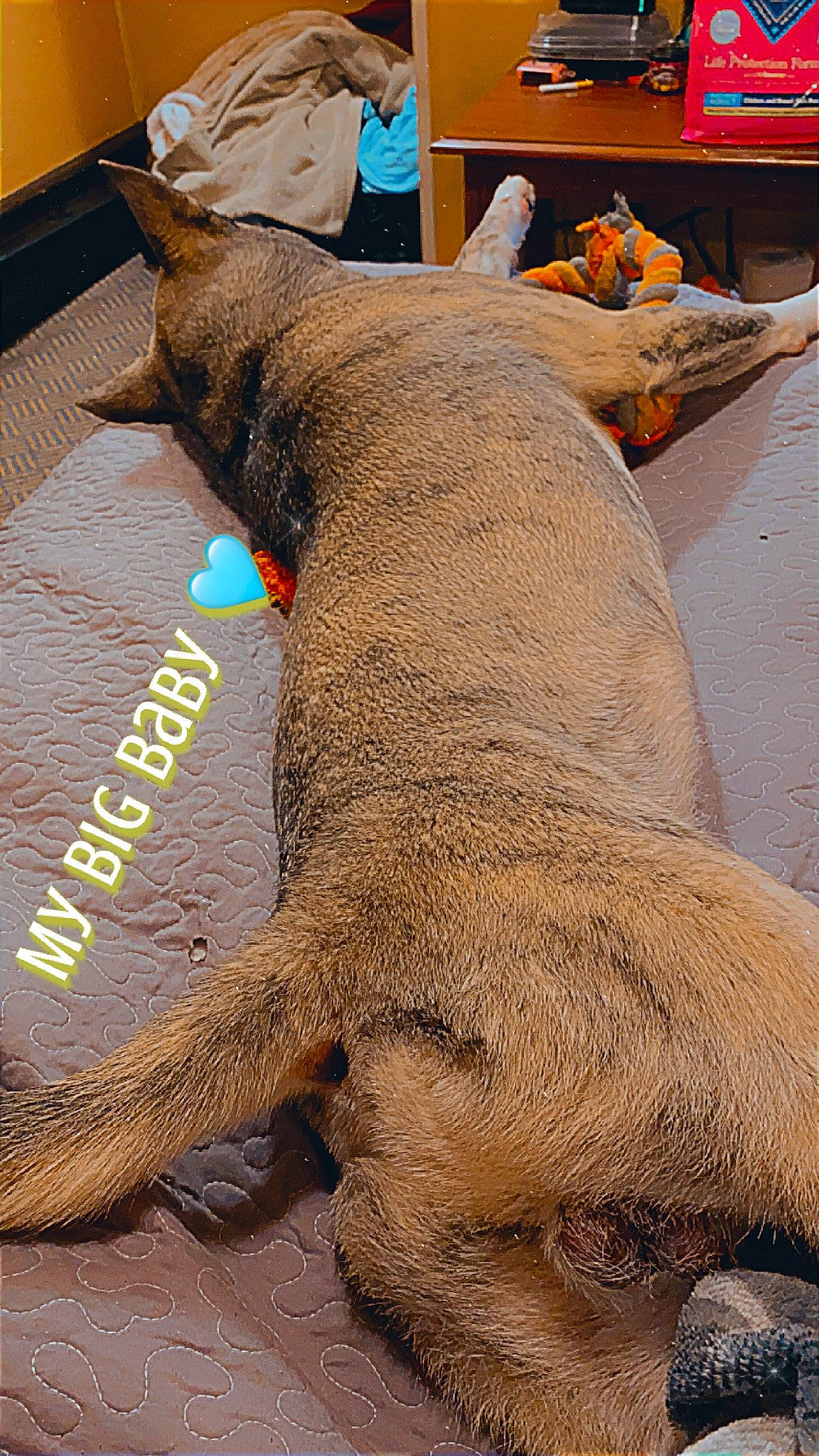 Zeus joined the competition — help win amazing prizes! art, artifact, big_cats, canidae, carnivore, clay, dog_breed, fawn, felidae, flooring, fur, small_to_medium_sized_cats, snout, sporting_group, tail, terrestrial_animal, visual_arts, whiskers, wood, working_animal