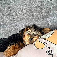 Luna is registered to the contest to win money with this photo: adorable, animal, comfort, companion, couch, cozy, cute, dog, fluffy, fur, home, indoor, pet, pillow, puppy, relaxation, resting, sleeping, snuggling, young