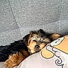 adorable, animal, comfort, companion, couch, cozy, cute, dog, fluffy, fur, home, indoor, pet, pillow, puppy, relaxation, resting, sleeping, snuggling, young