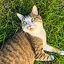 Flash a rejoint le concours — aidez-le/la à gagner de superbes lots ! cat, tabby, green_eyes, grass, outdoor, animal, pet, feline, nature, sunlight, fur, whiskers, relaxed, laying_down, close_up, mammal, cute, domestic_animal, striped_fur, calm
