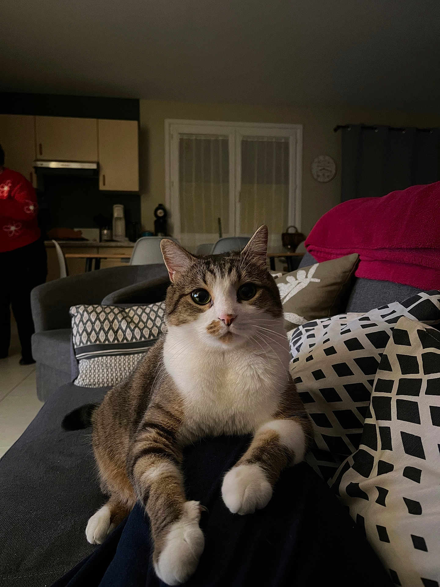 Flash participe au concours pour gagner de l'argent avec cette photo : cat, tabby, pet, indoor, living_room, couch, pillow, blanket, person, kitchen, furniture, curious, seated, domestic_animal, white_paws, patterned_pillow, window, curtain, clock, warm_lighting