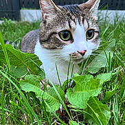 Flash a rejoint le concours — aidez-le/la à gagner de superbes lots ! cat, animal, grass, greenery, outdoor, pet, nature, leaf, feline, whiskers, cute, closeup, curious, mammal, ears, nose, eyes, ground, garden, backyard