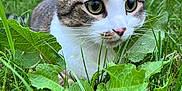 Flash a rejoint le concours — aidez-le/la à gagner de superbes lots ! animal, backyard, cat, closeup, curious, cute, ears, eyes, feline, garden, grass, greenery, ground, leaf, mammal, nature, nose, outdoor, pet, whiskers