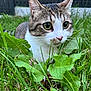 cat, animal, grass, greenery, outdoor, pet, nature, leaf, feline, whiskers, cute, closeup, curious, mammal, ears, nose, eyes, ground, garden, backyard