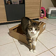 Flash participe au concours pour gagner de l'argent avec cette photo : animal, cabinet, cardboard_box, cat, curious, cute, domestic_animal, feline, floor, floor_tiles, home, indoor, litter_box, pet, pet_toys, photographs, room, tabby_cat, walking, white_paws